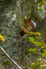 Red squirrel in the branches of a tree