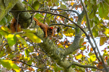 Red squirrel lies lurking on a branch