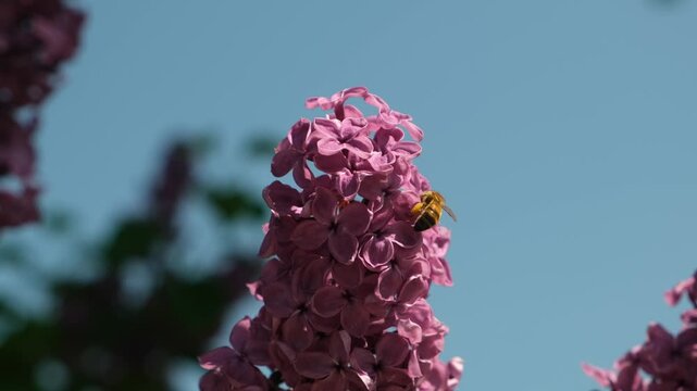 branch with lilac flowers close-up and a bee