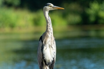 Grey heron standing tall and observing its surroundings by the lake