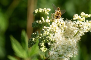 Hoverfly gathering pollen from delicate white flowers in summer garden