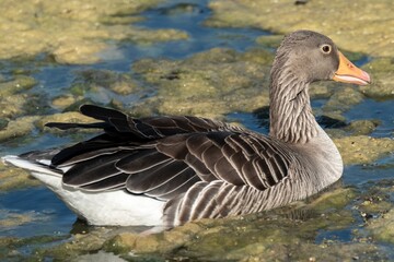 Greylag goose swimming in pond covered with algae