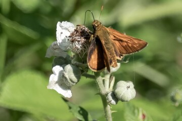 Large skipper butterfly perched on blackberry flower in summer
