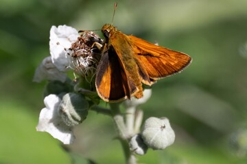 Large skipper butterfly feeding on blackberry flower in summer