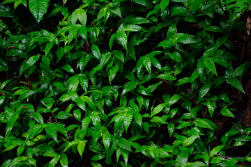 Rainforest Foliage