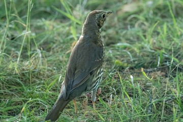 Song thrush standing on green grass looking around