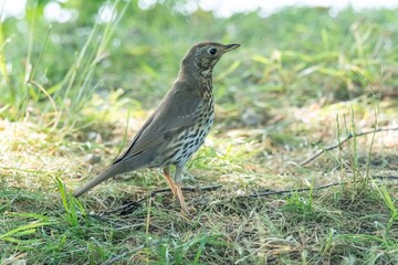 Song thrush standing on grass in a meadow looking right