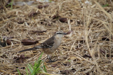 ave - sabiá do campo - mimus saturninus	