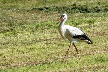 White stork walking on green grass field in summer