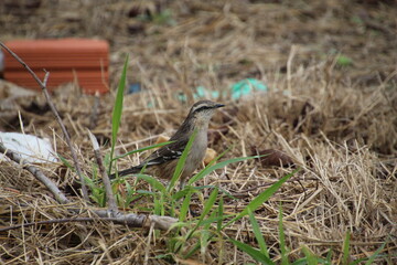 ave - sabiá do campo - mimus saturninus	