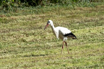 White stork walking on grass field in summer