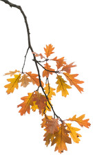 Fototapeta premium Autumn Oak Branch Vibrant Fall Foliage Photography isolated on transparent background