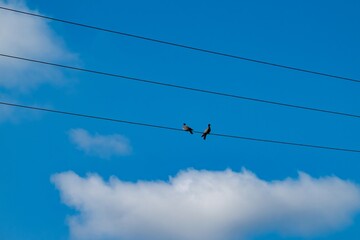 Two pigeons perching on power lines against blue sky
