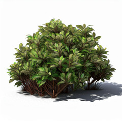 Fototapeta premium Lush Green Bush in Sunlit Garden with Shadow Play and Nature Serenity