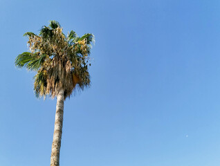 Tall palm tree against a clear blue sky showcasing tropical beauty and natural serenity