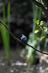 Bird perched on a branch near still water surrounded by lush vegetation in a tranquil natural...
