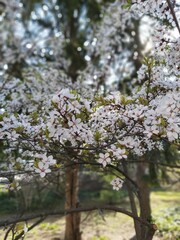 Blossoming cherry trees