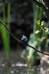 Bird perched on a branch near still water surrounded by lush vegetation in a tranquil natural...