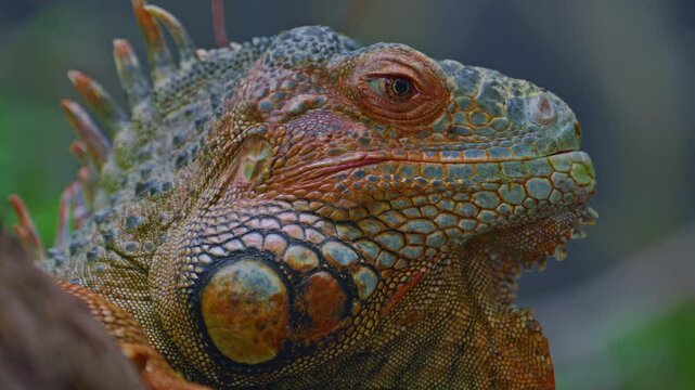 Closeup profile portrait of beautiful iguana
