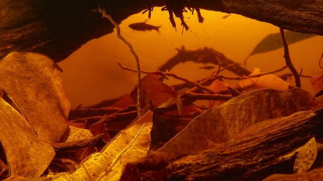 bleeding heart tetra male rivalry, golden pencilfish, neon glowing colors, Rio Negro endemic fish in leaf litter and driftwood blackwater biotope aquarium, low light aquadesign, tea color acid water