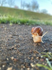 snail in the forest