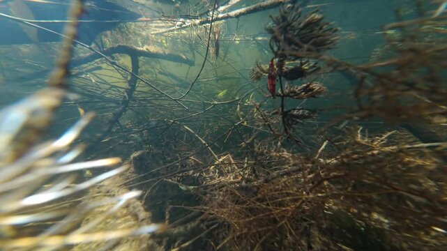 driftwood and garbage pollution on silt bottom in shallow freshwater pond, hornwort aquatic plant vegetation, sun day backlight, low visibility muddy water, surface reflection, river Buher in Lityn