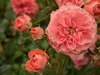 Róża po deszczu.  © Janusz