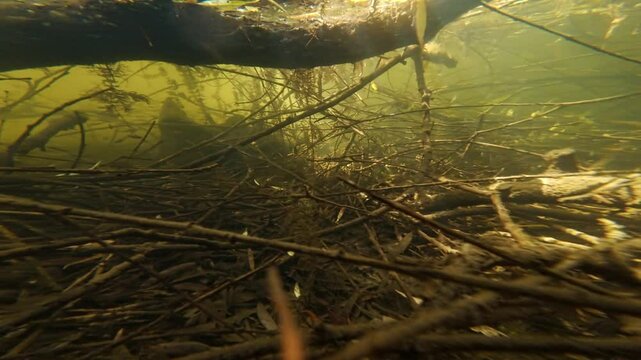 driftwood twig mess on silt bottom, shallow freshwater pond, hornwort aquatic plant and willow root filter muddy water, sunbleak fish, sun day backlight, surface reflection, river Buher in Lityn