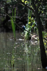 Bird perched on a branch near still water surrounded by lush vegetation in a tranquil natural...