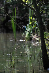 Bird perched on a branch near still water surrounded by lush vegetation in a tranquil natural...