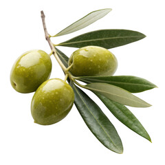 Three ripe green olives with leaves on a branch against olive branch olive tree