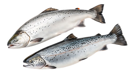 Naklejka premium Salmon wild farmed isolated on a white background PNG. AI GENERATED