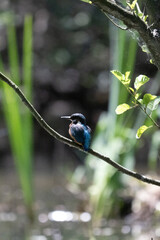 Bird perched on a branch near still water surrounded by lush vegetation in a tranquil natural...