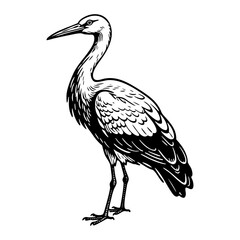 Obraz premium stork sketch engraving black and white outline. Scratch board imitation.