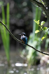 Bird perched on a branch near still water surrounded by lush vegetation in a tranquil natural...