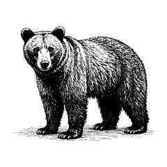 A bear sketch engraving black and white outline. Scratch board imitation.