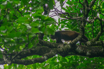 Howler Monkey
