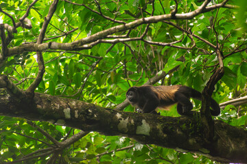 Howler Monkey
