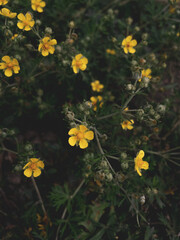 yellow flowers in the grass