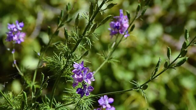 Slow-motion of a hummingbird hawk-moth (Macroglossum stellatarum) hovering and feeding. Ideal for nature content, education, biodiversity, or environmental visuals.