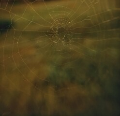 spider web with dew