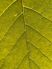 Obraz premium green leaf texture