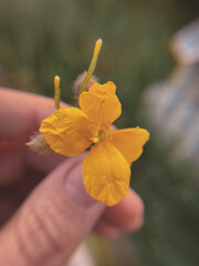 yellow flower on a tree