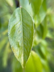 close up of green leaf