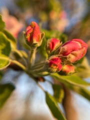 red rose in the garden