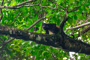 Howler Monkey
