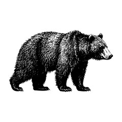 Fototapeta premium A bear sketch portrait engraving black and white outline. Scratch board imitation.