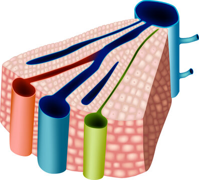 A medically accurate 3D illustration of a liver lobule cross-section, showing the internal microanatomy including the central vein, portal vein, hepatic artery, bile duct, and surrounding hepatocytes.