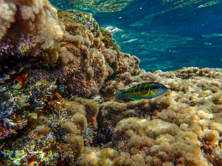 Ocean blue underwater with sunrays, Underwater Sea Deep Water Abstract Sunshine, sea wave , clean waters in summer time, Natural underwater seascape, sand on ocean floor and water surface with sunligh