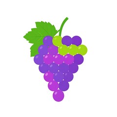bunch of grapes vector illustration